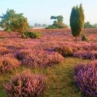 Westruper Heide in Haltern am See (Kreis RE)