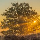 Westruper Heide-Morgen