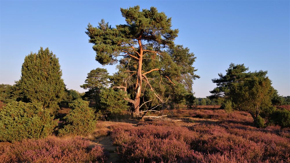 Westruper Heide Morgens um 9 Uhr