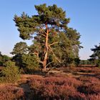 Westruper Heide Morgens um 9 Uhr