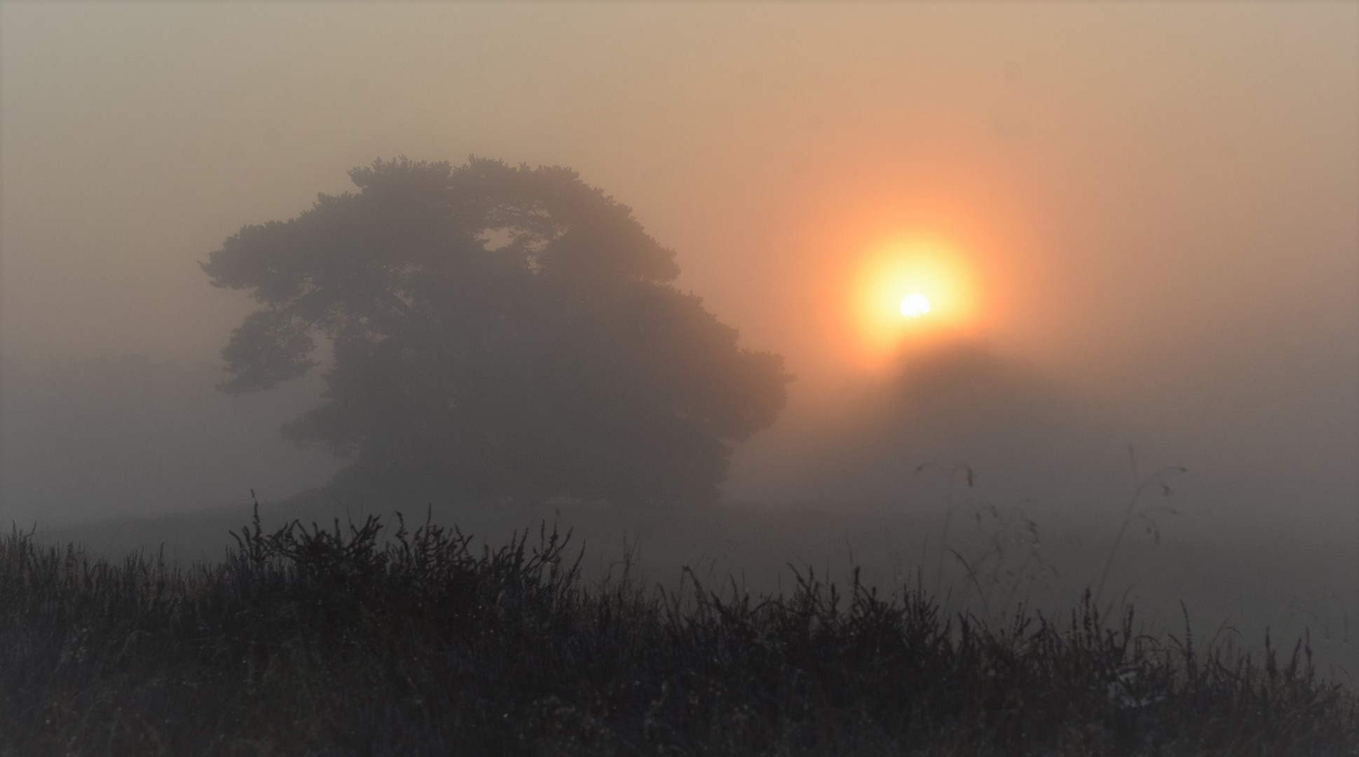 Westruper Heide Sonnenaufgang....