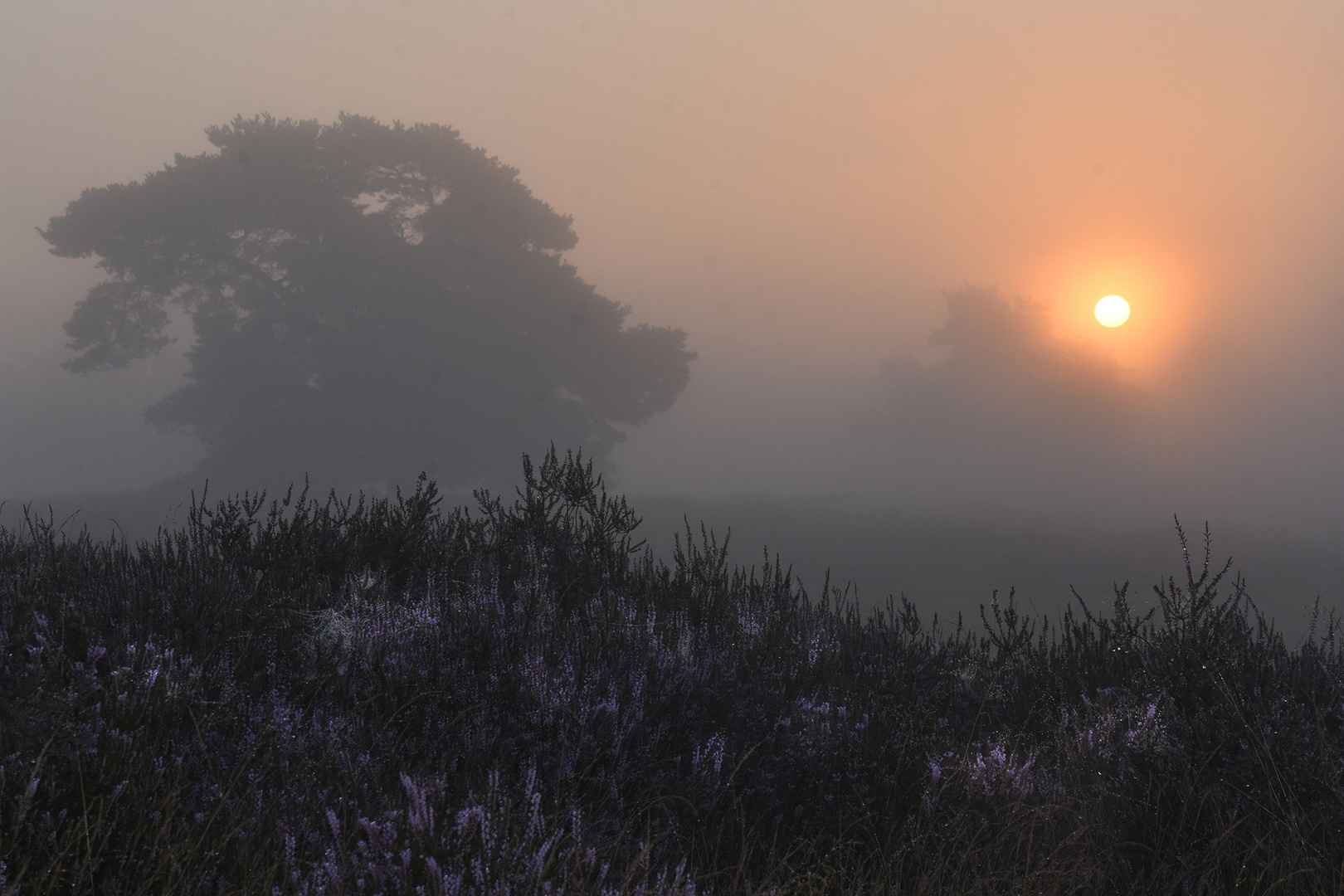 Westruper Heide Sonnenaufgang....