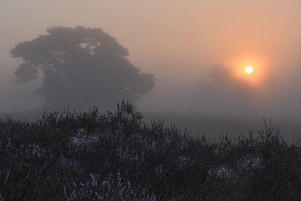 Westruper Heide Sonnenaufgang....