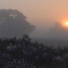 Westruper Heide Sonnenaufgang....