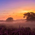 Westruper Heide vor Sonnenaufgang