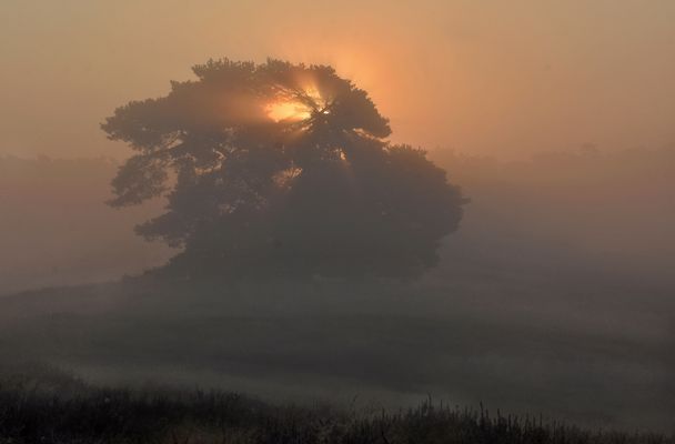 Westruper Heide zum Sonnenaufgang....