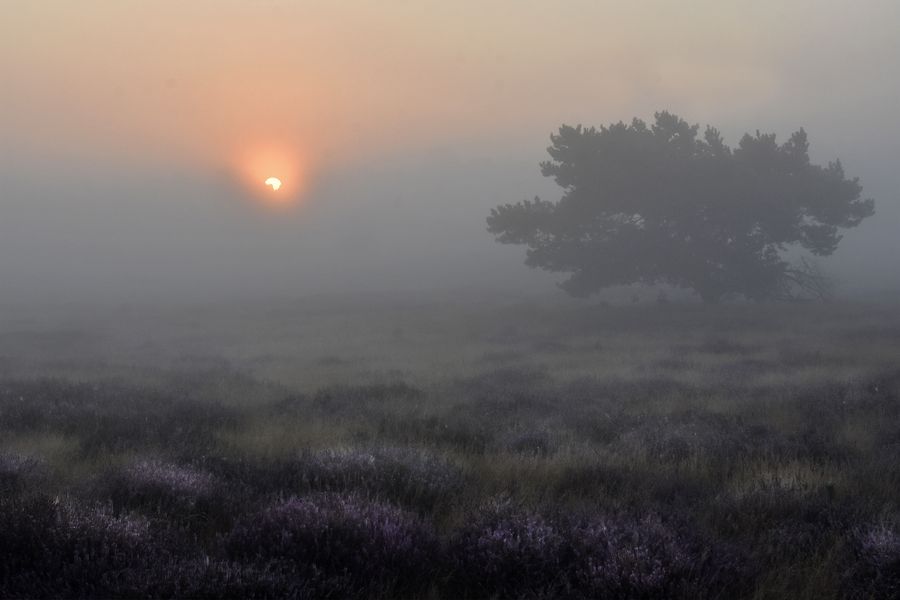 Westruper Heide zum Sonnenaufgang.....