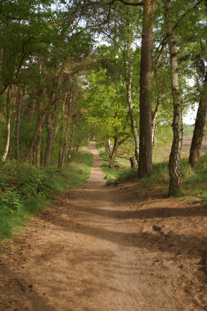 Westruper Heide_34_100522