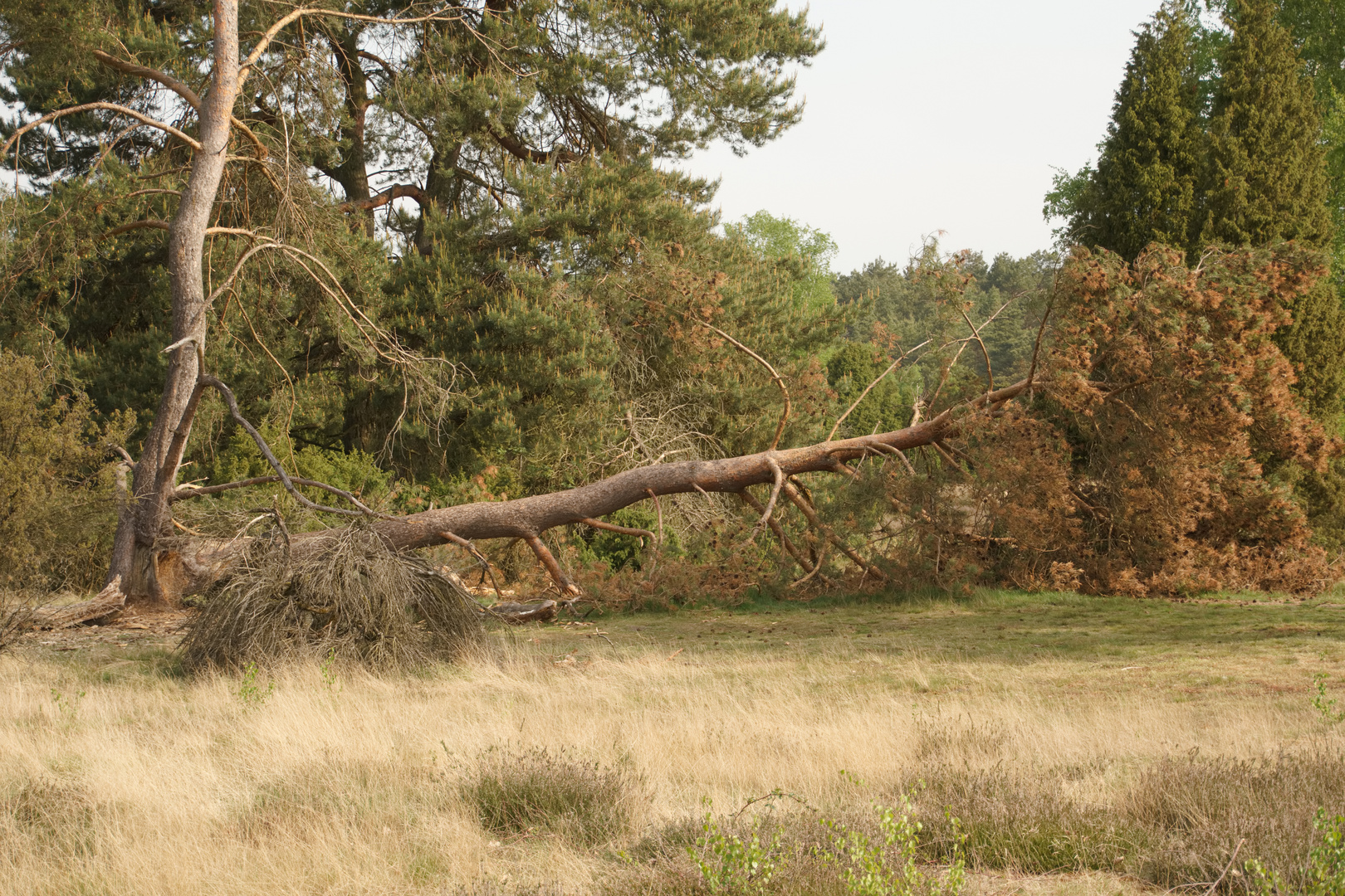 Westruper Heide_41_100522