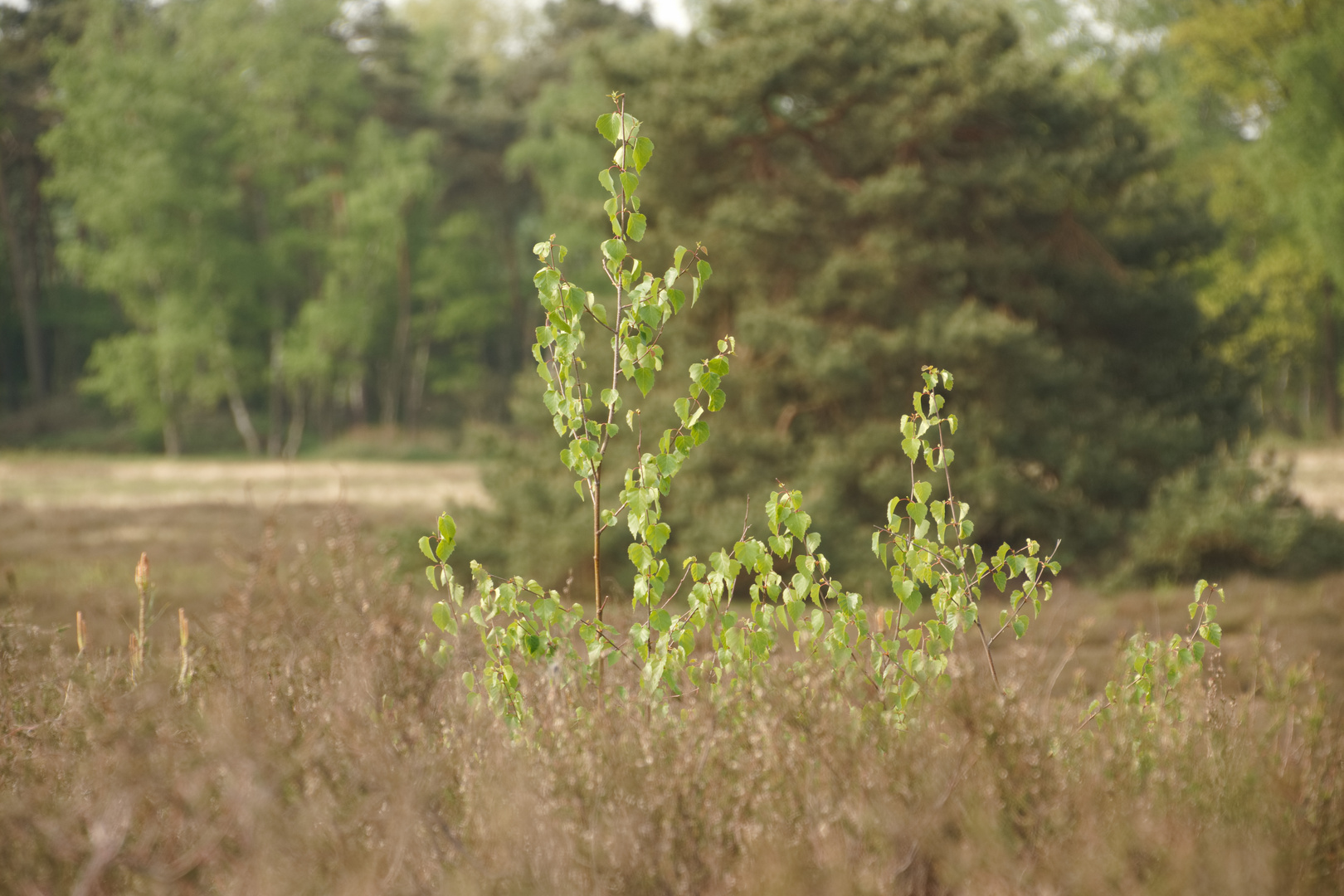 Westruper Heide_48_100522