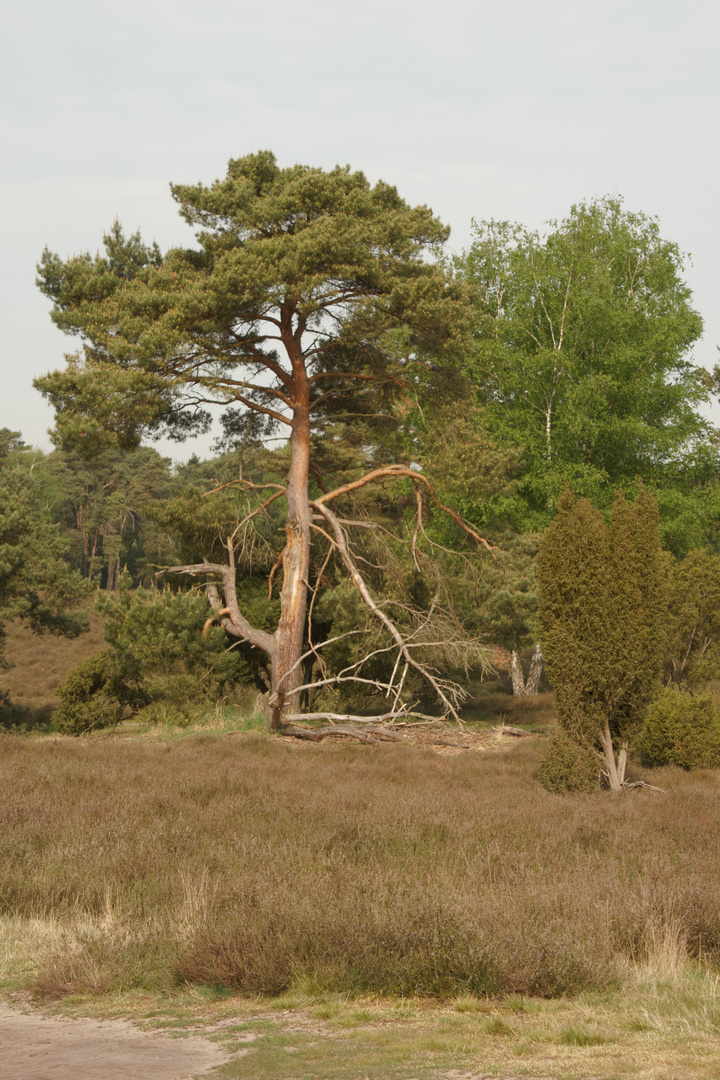 Westruper Heide_67_100522