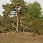 Westruper Heide_67_100522