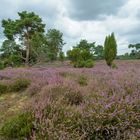 Westruper_Heide_2020_001