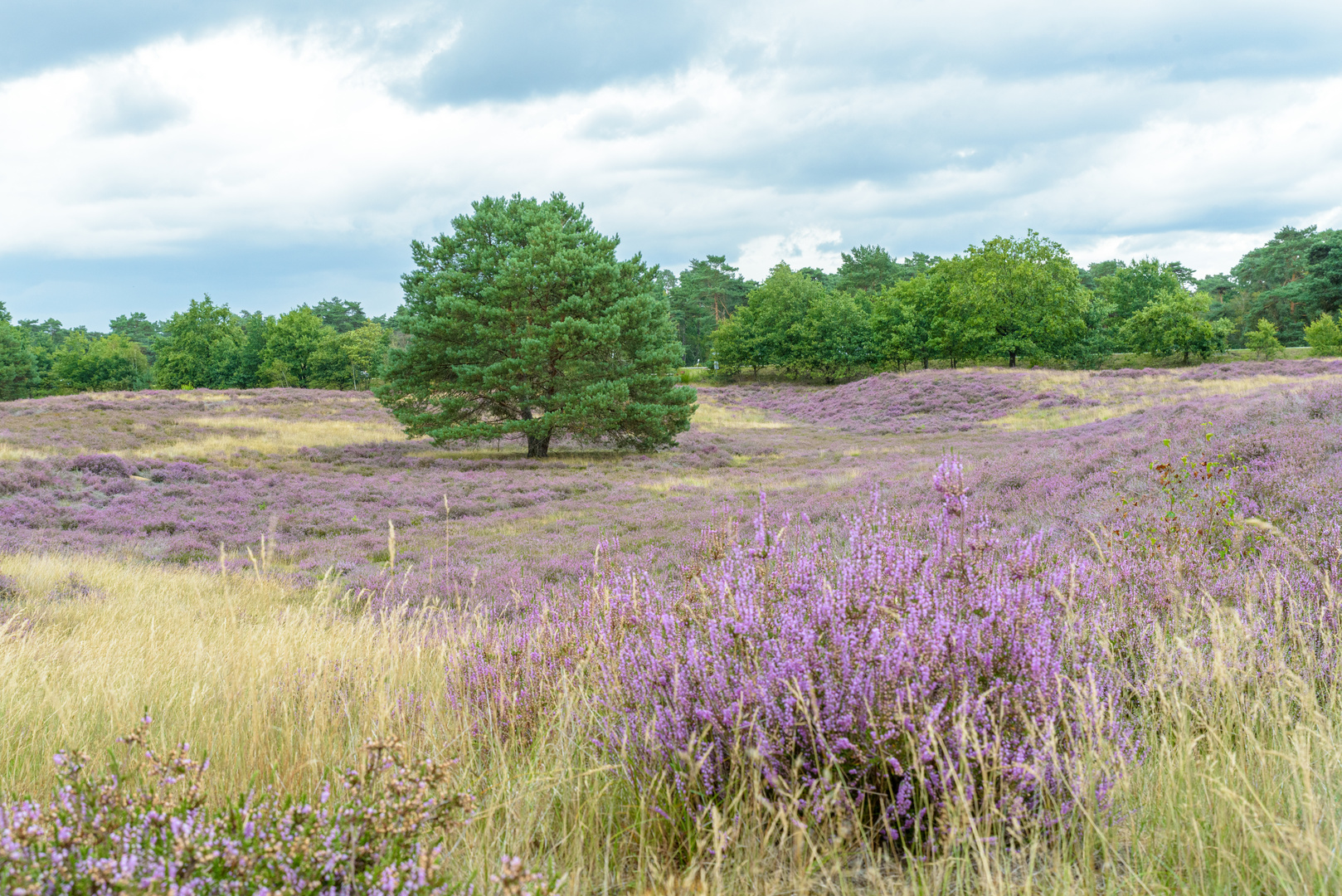 Westruper_Heide_2020_004