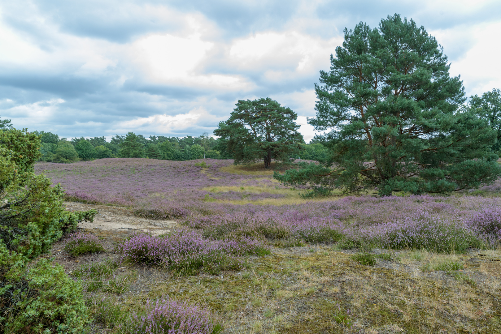 Westruper_Heide_2020_006