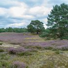 Westruper_Heide_2020_006