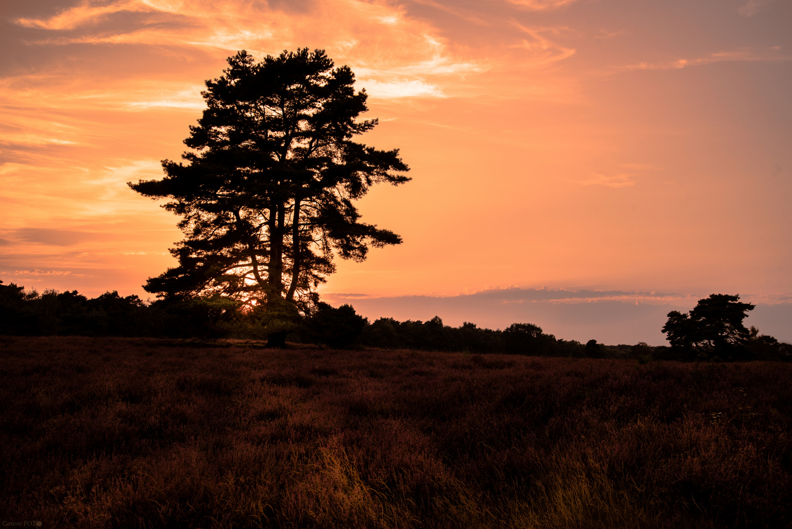 Westrupper Heide 