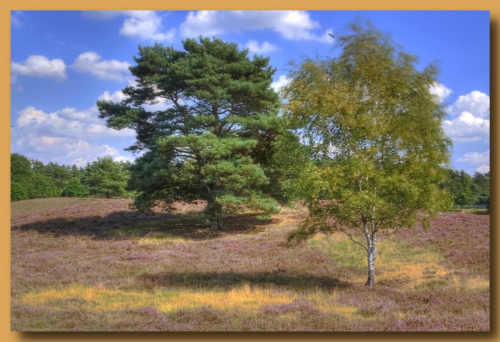 Westrupperheide HDR