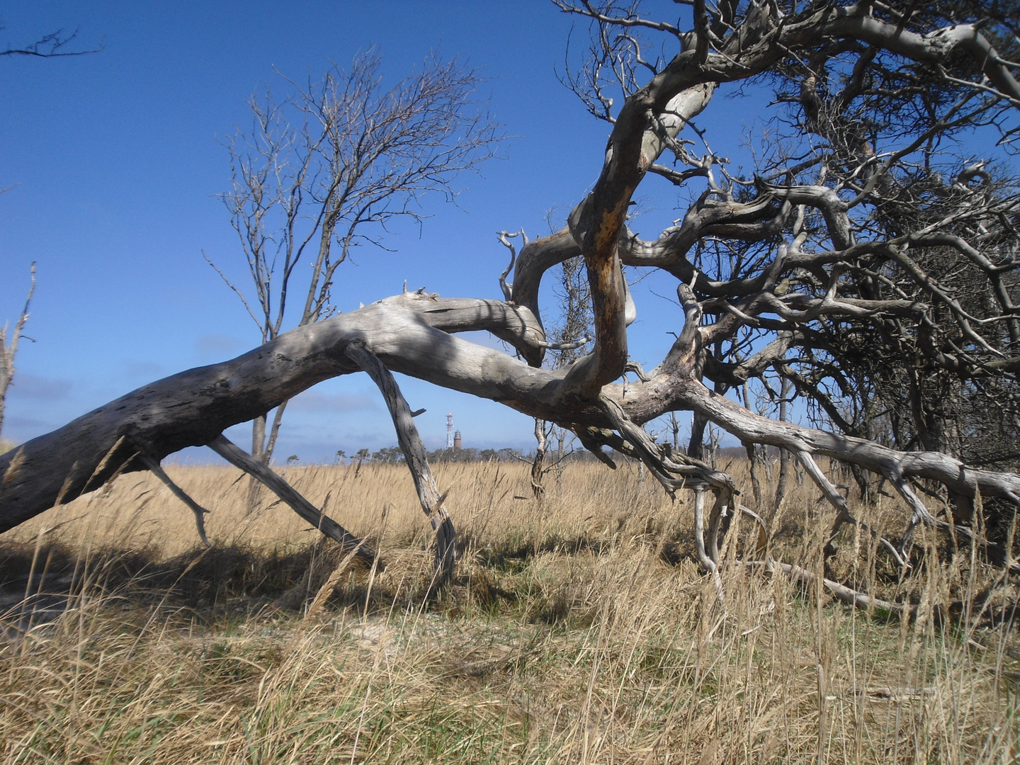 Weststrand (1)