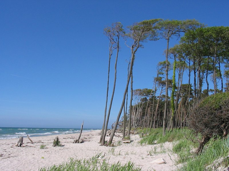 Weststrand am Darß