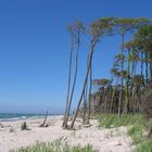 Weststrand am Darß