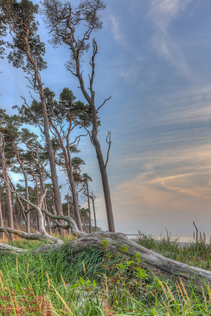 Weststrand auf dem Darß