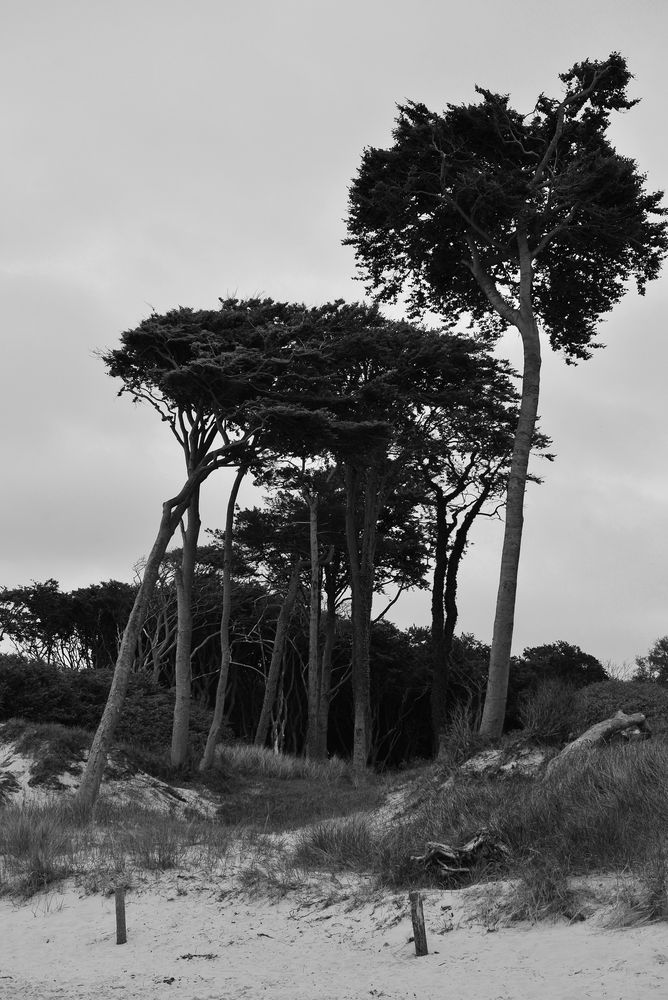 Weststrand bei Prerow