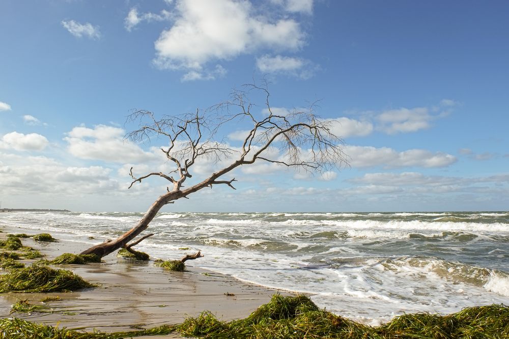 Weststrand Darss