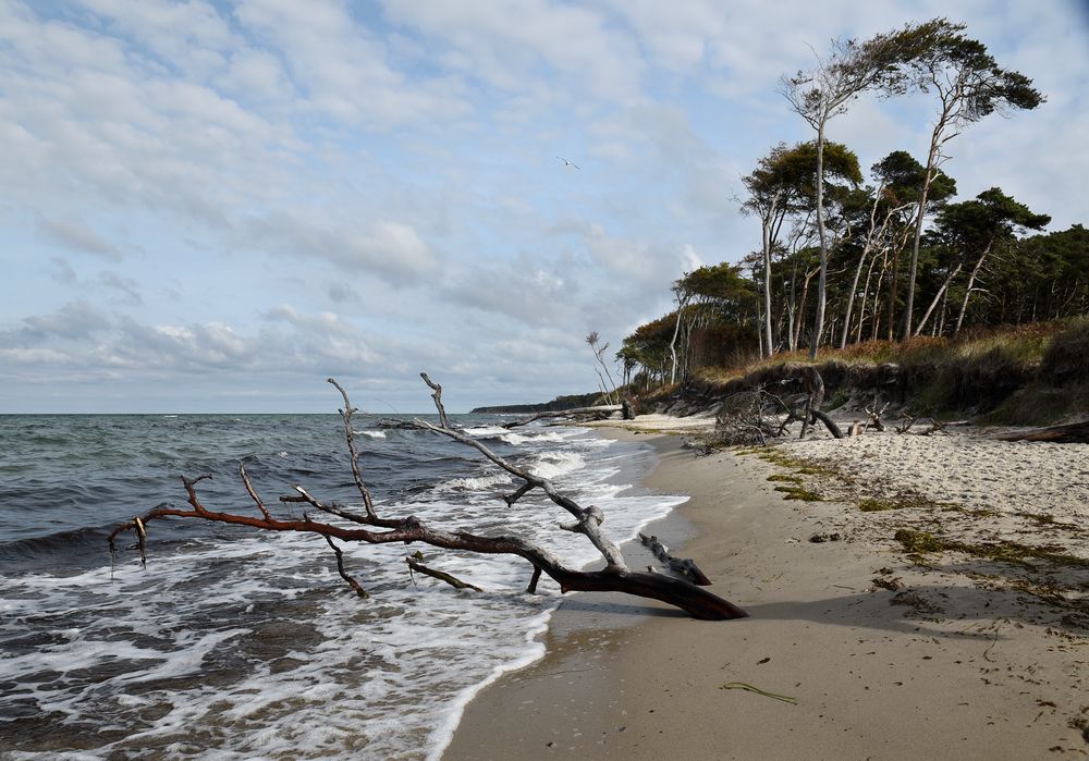 Weststrand Darß