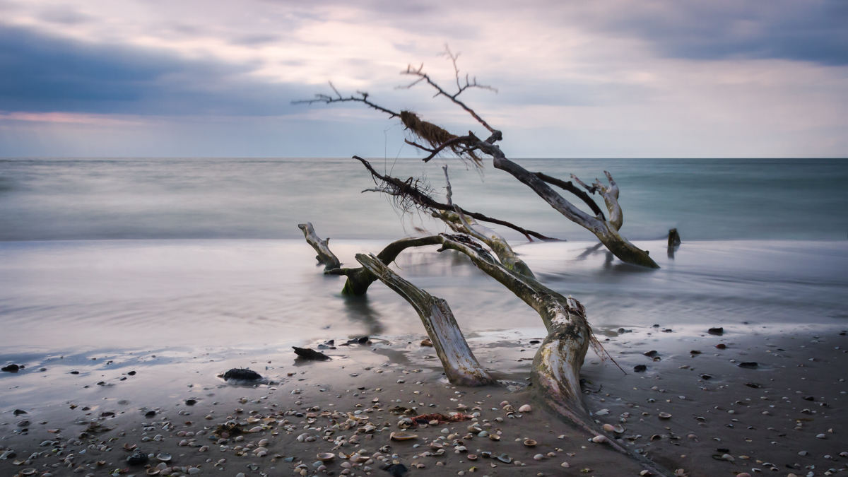 Weststrand, Darß