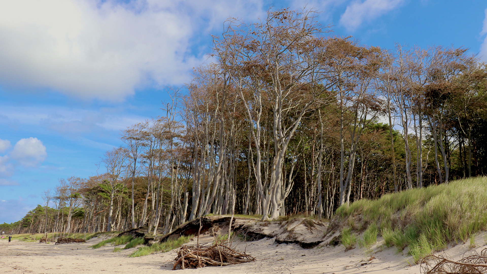 Weststrand, Darß