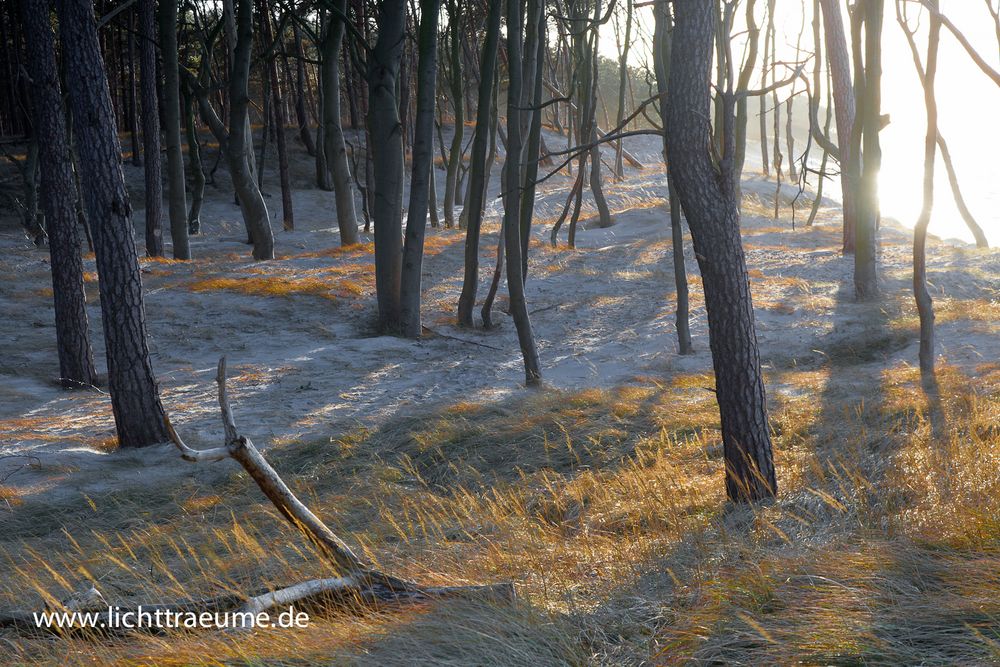 Weststrand Darss im Januar 2012