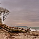 Weststrand Fischland Darß Zingst