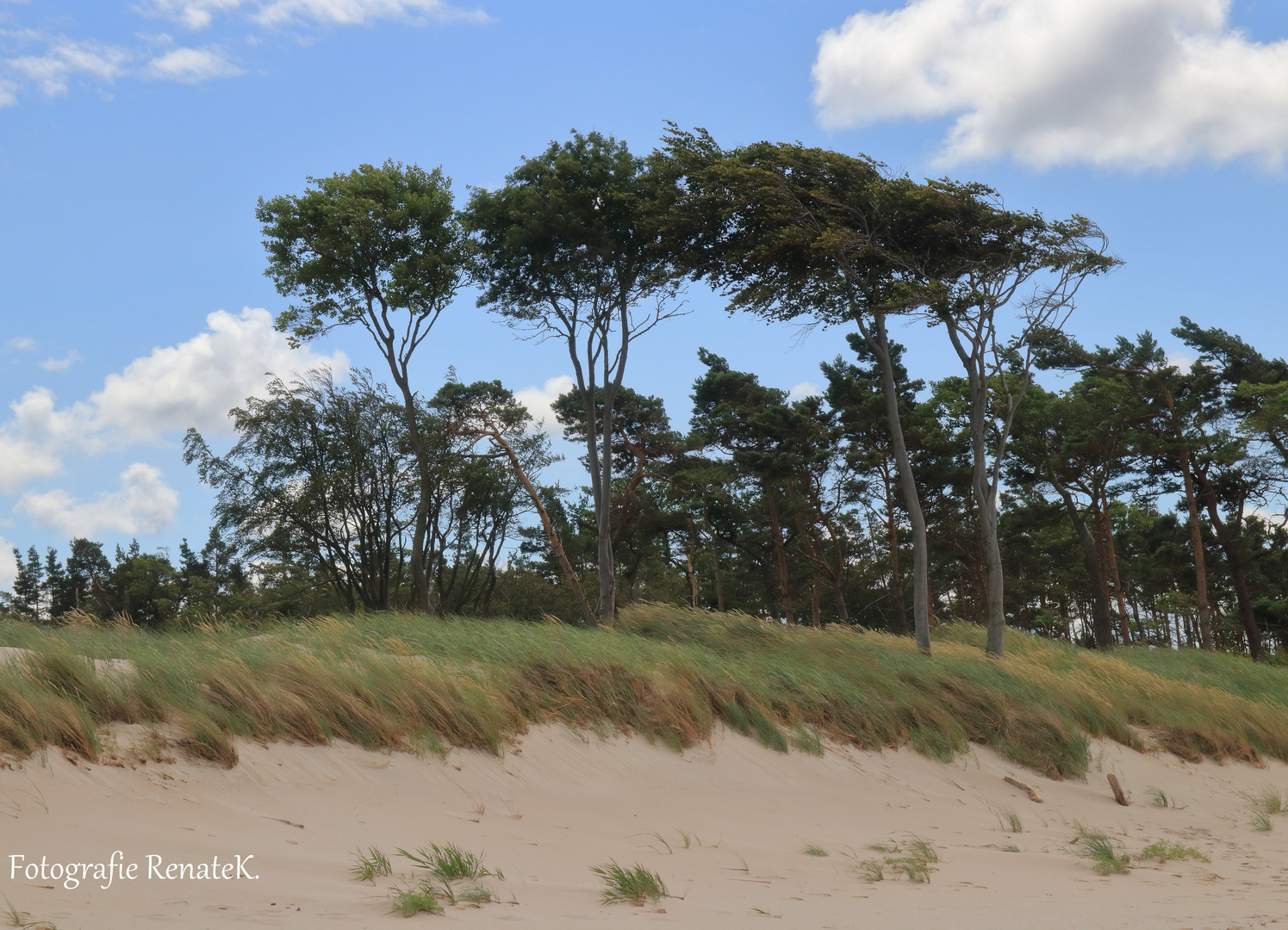 Weststrand: Kiefern im Westwind