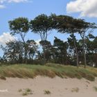 Weststrand: Kiefern im Westwind