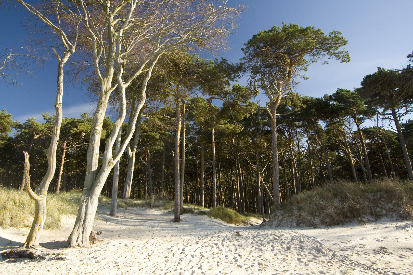 Weststrand Ostseehalbinsel Darß