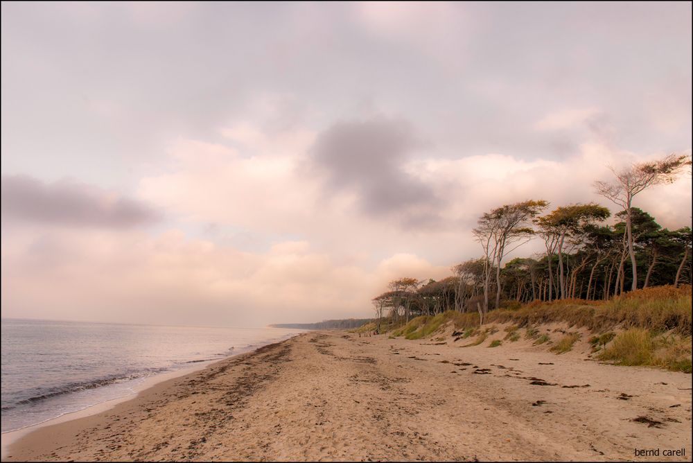 Weststrandwald III