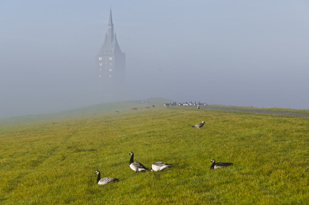 Westturm mit Gänsen