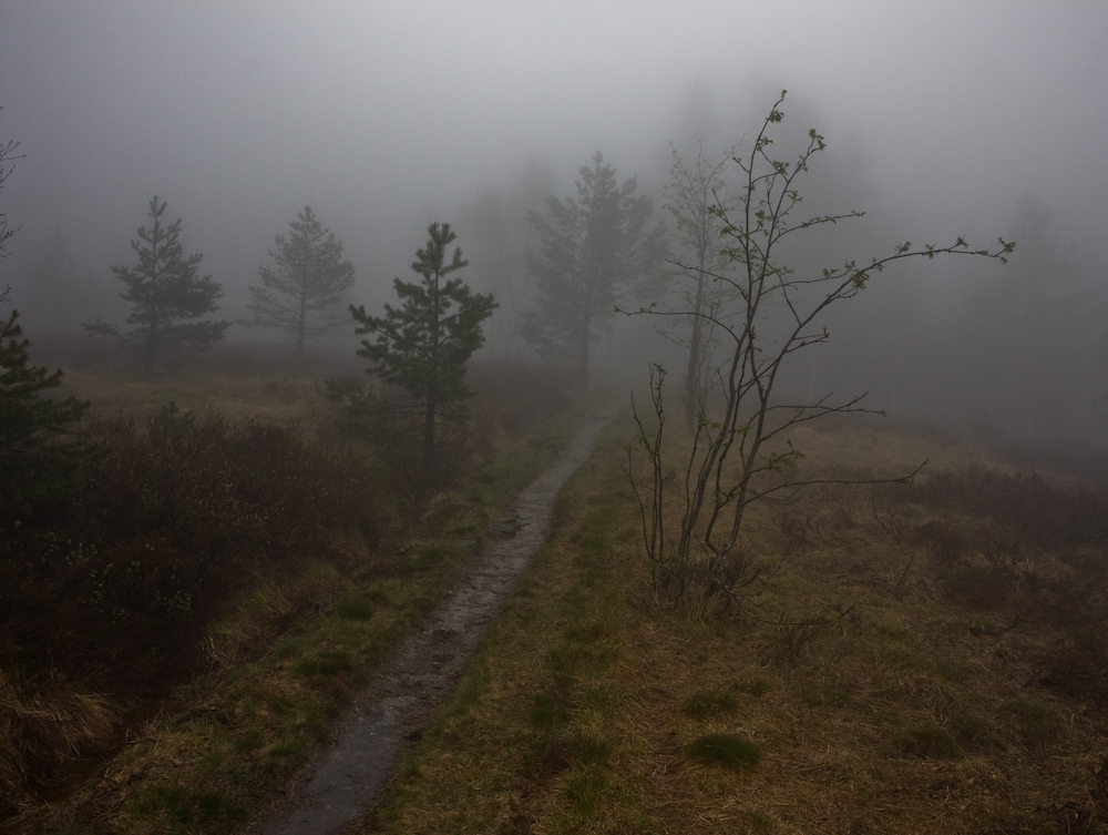 Westweg Mai 2010   Wandern im Hochmoor