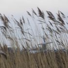 Westzijderveld, Koog aan de Zaan, 71,2 mm