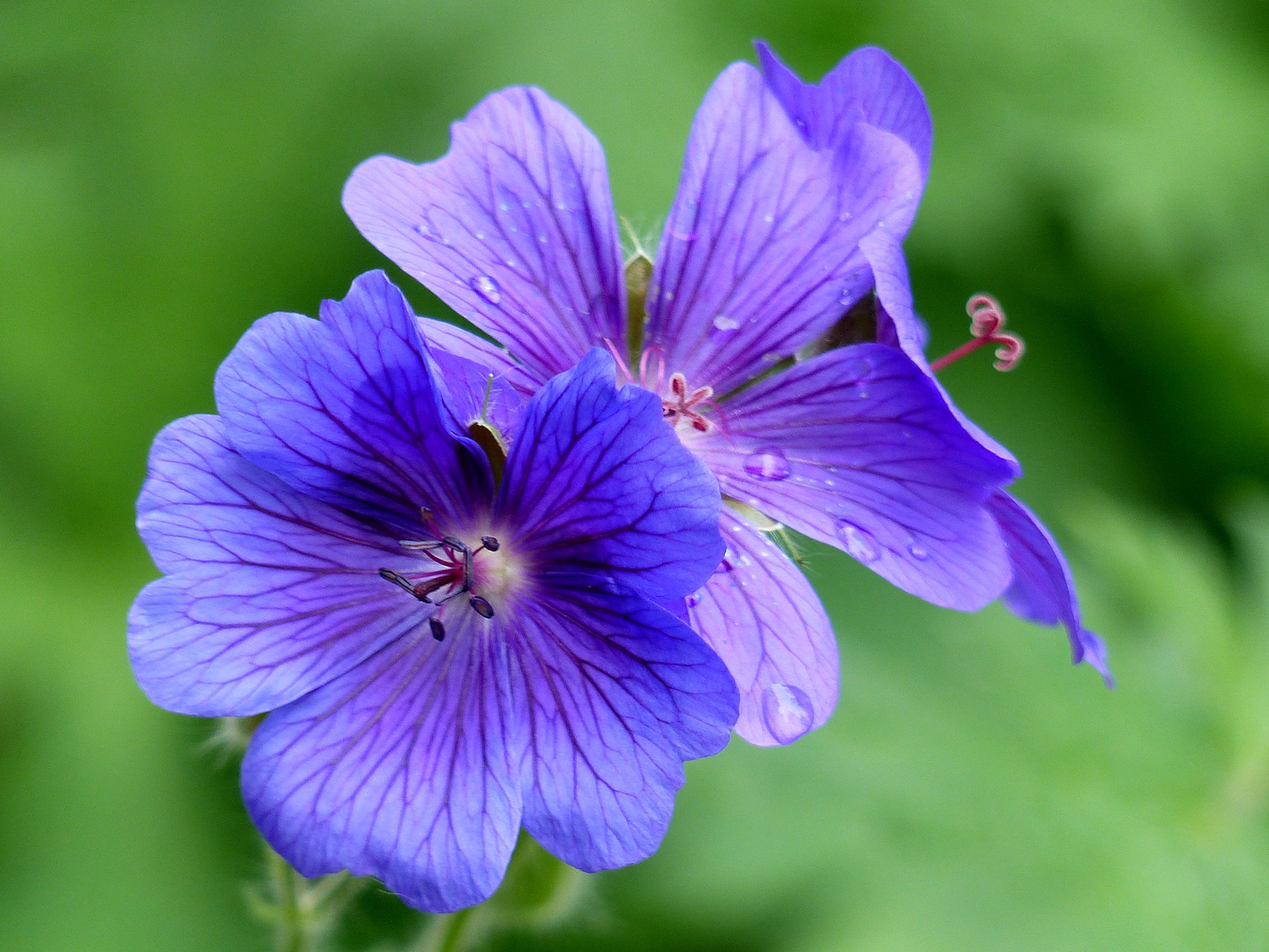 wet and blue...