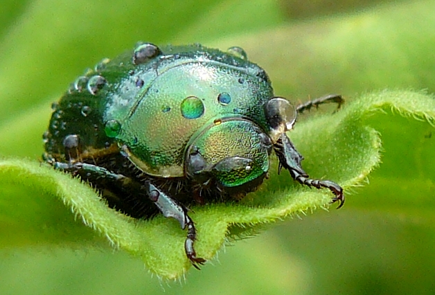 Wet and green