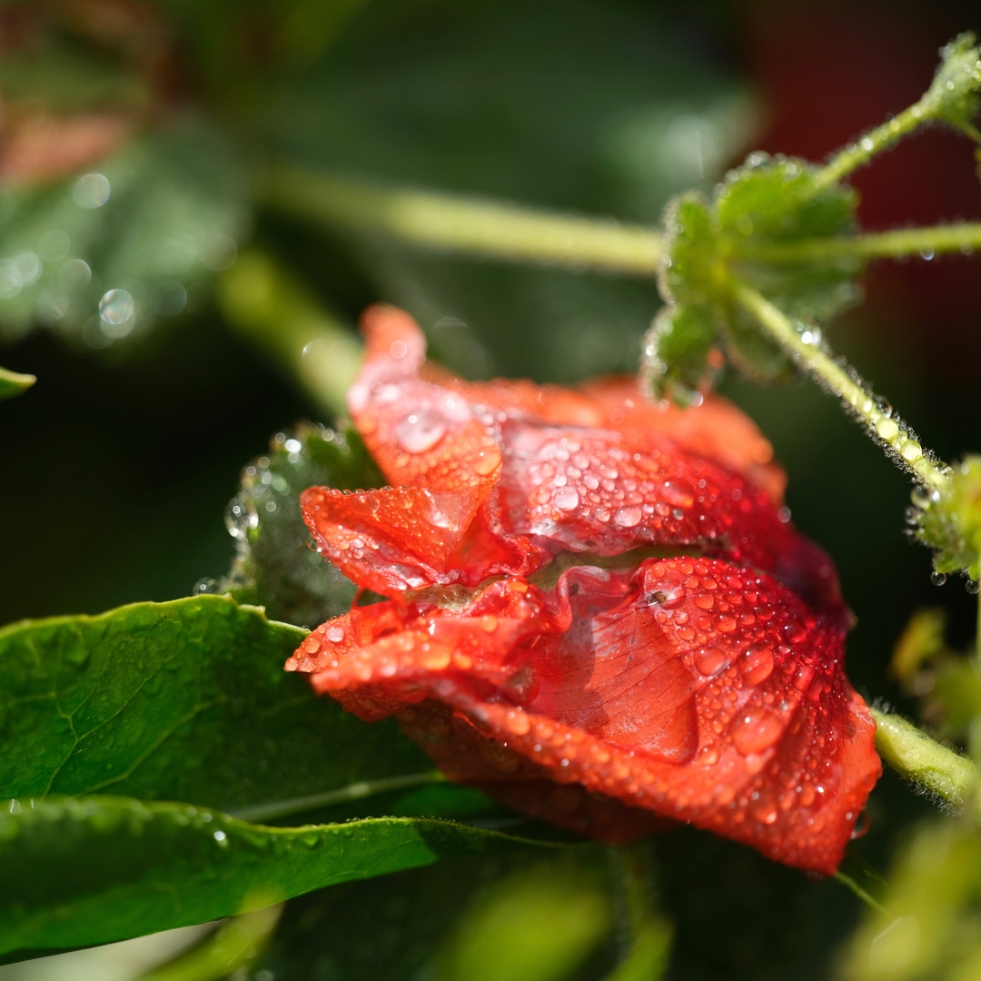 Wet and red