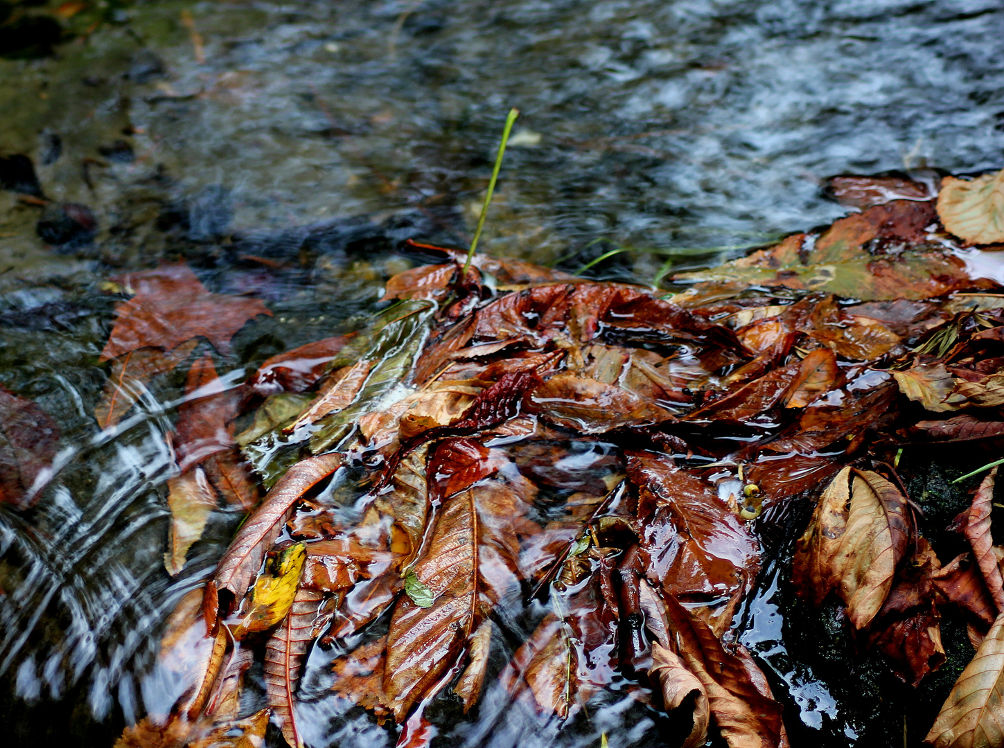 wet autumn