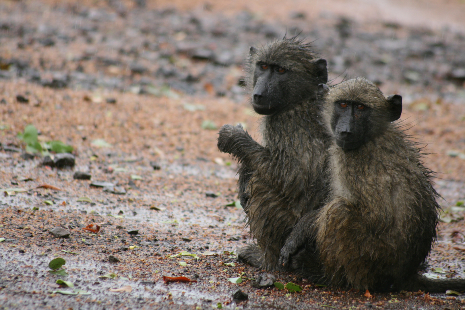 Wet baboons