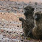 Wet baboons