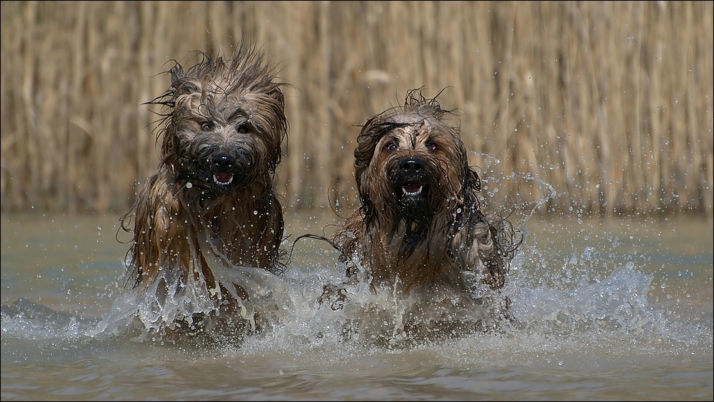 wet briards