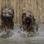 wet briards