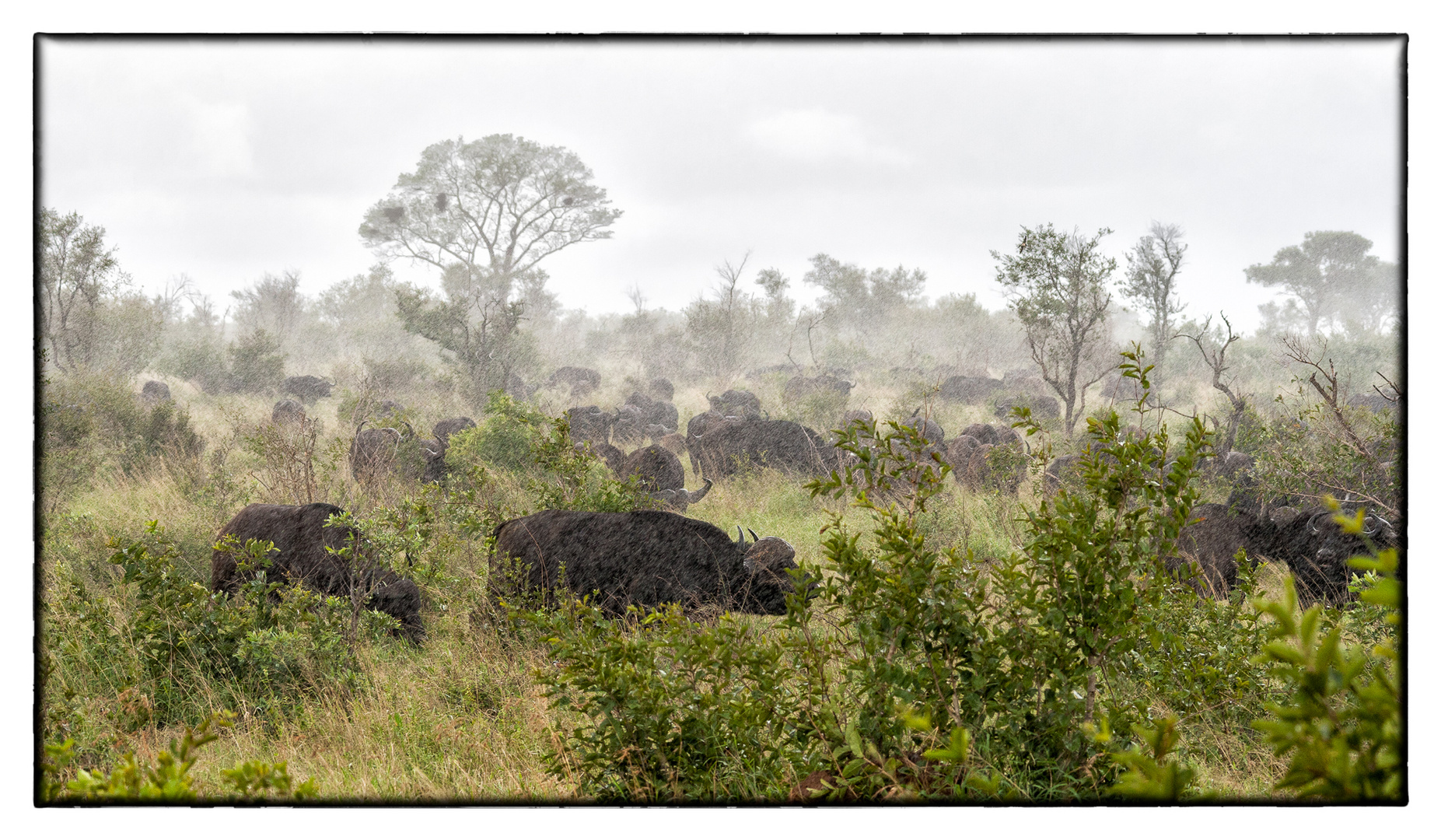 Wet Buffalo at Kruger