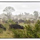 Wet Buffalo at Kruger